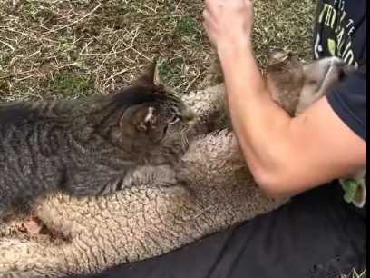 男子替羊修甲，貓咪在旁按摩。（圖／翻攝自臉書）