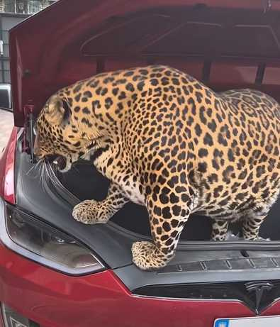 一隻花豹躺在特斯拉上。（圖／翻攝自臉書）