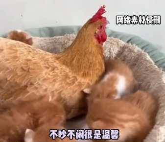 雞兔貓狗鴨共處。(圖/翻攝自臉書)