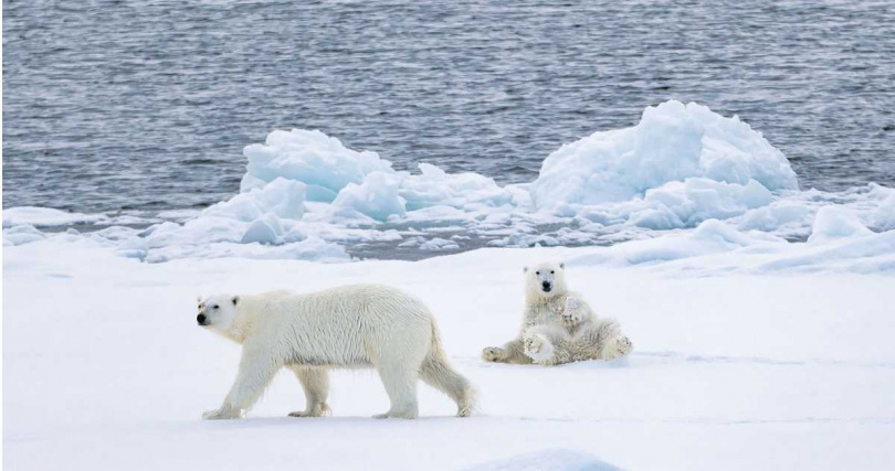北極21日行程可親眼一睹北極熊等珍稀野生動物。（圖／佳繽旅遊提供）