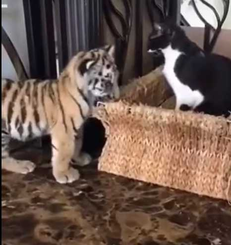 小老虎被小貓揍，跑去找媽媽討拍。（圖／翻攝自臉書）