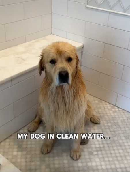 阿金不喜歡洗澡但喜歡玩水，實屬雙標。（圖／翻攝自臉書）