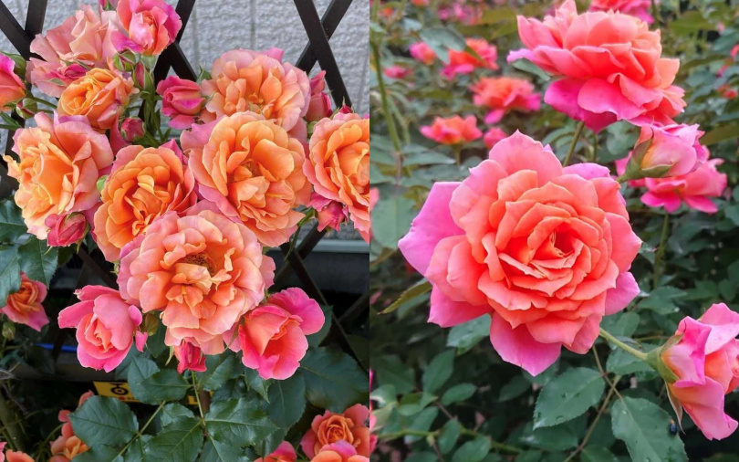 （圖／取自disneyland_rose IG）