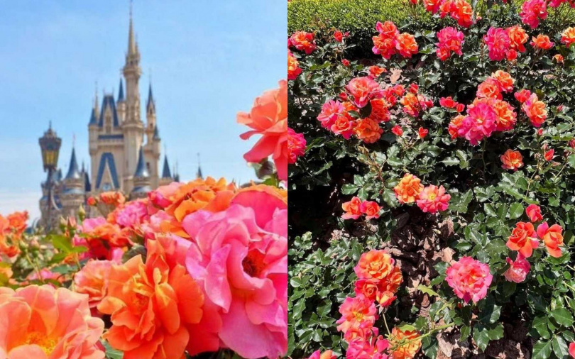 （圖／翻攝自網路、取自mgmsghr IG）