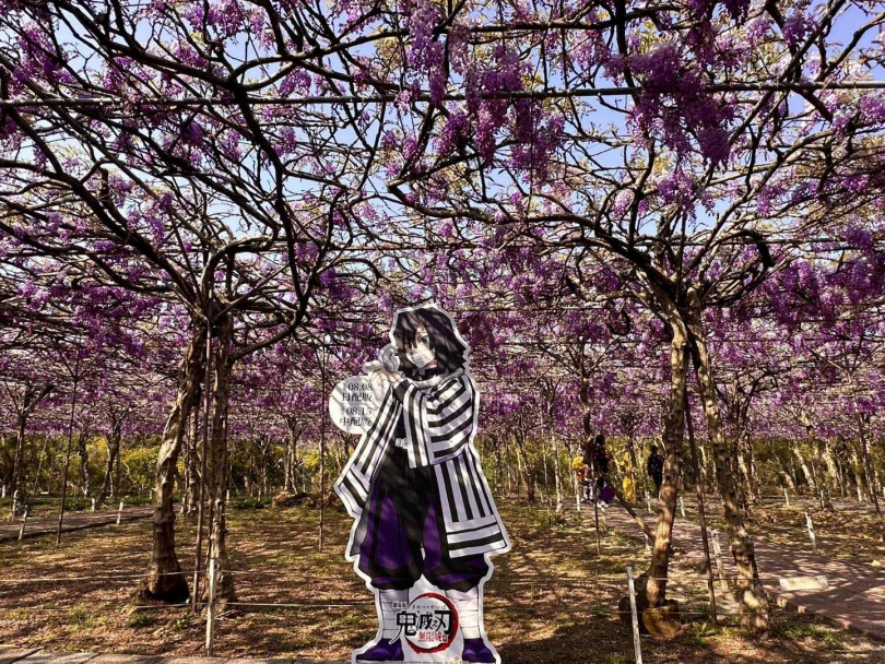 淡水紫藤花園今年還與《鬼滅之刃》聯名，遊客只要打卡就能獲贈電影限定明信片。（圖／翻攝淡水紫藤花園-二號水源園區（原紫藤咖啡園二店）