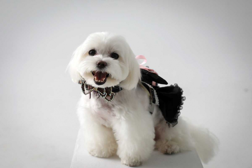 「杯麵」的名字來自迪士尼動畫《大英雄天團》中的角色。（圖／侯世駿攝）