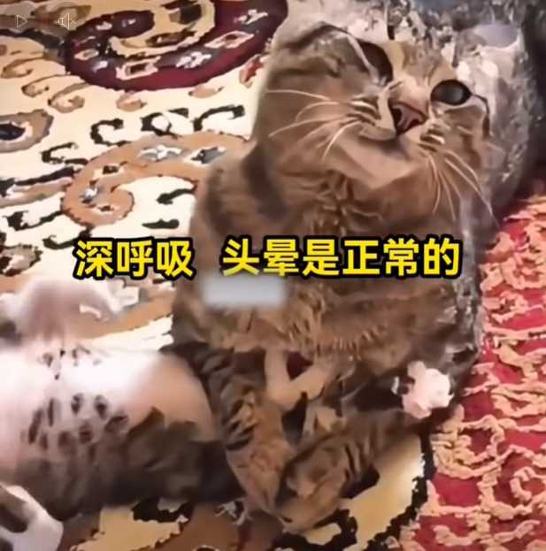 貓咪各種謎樣行為。（圖／翻攝自臉書）