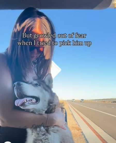 女子在高速公路上見到流浪狗,用耐心及愛心說服牠上車。(圖/翻攝自臉書)