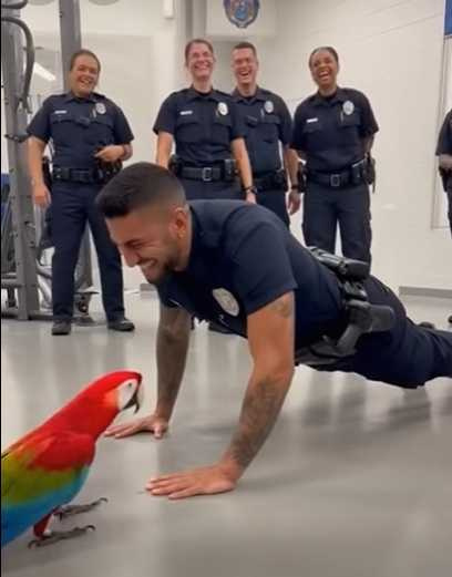 鸚鵡戲耍警官。(圖/翻攝自臉書)