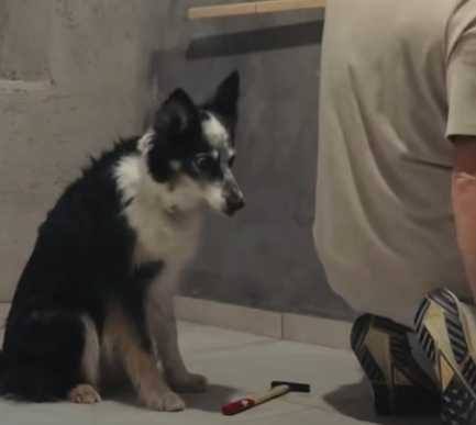 邊牧協助主人做工。（圖／翻攝自臉書）