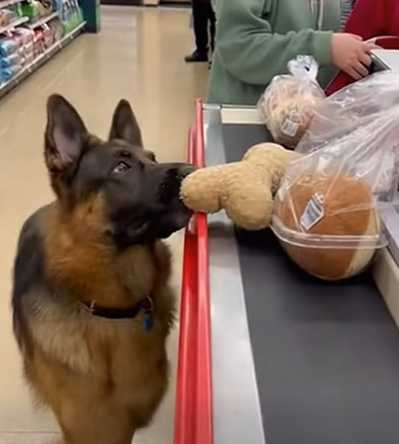 狗狗想買娃娃，把東西丟上收銀台。（圖／翻攝自臉書）