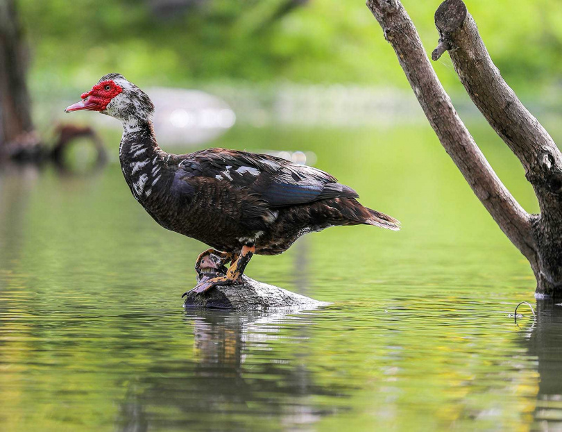 在松湖中看到許多鳥禽優游其間，還有花蓮最有名的紅面鴨。（圖／林士傑攝）