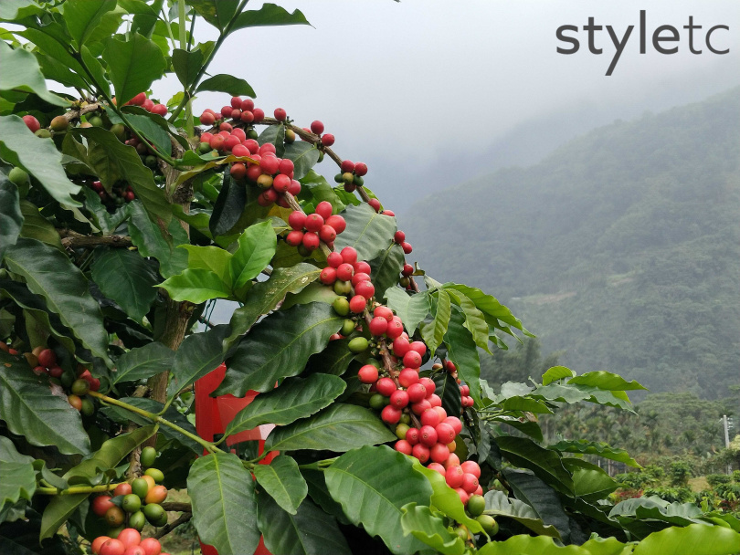 嘉義梅山鄉過去多種植高山茶，具地理優勢，是高品質咖啡的潛力產區。（圖／高靜玉攝）