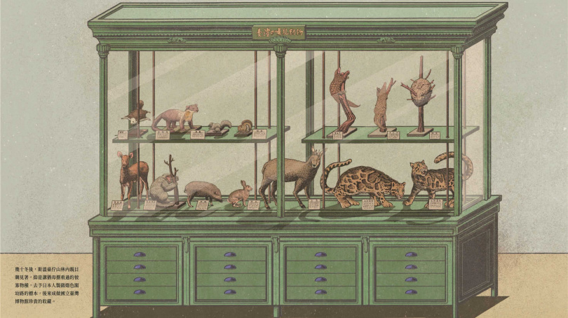 《捉迷藏》繪本真實還原日本時代臺灣總督府博物館動物展示櫃，其中可見臺灣雲豹的標本。