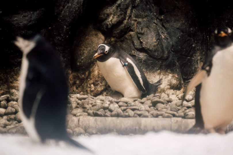 繁殖季節到來充滿戀愛氛圍的企鵝展缸