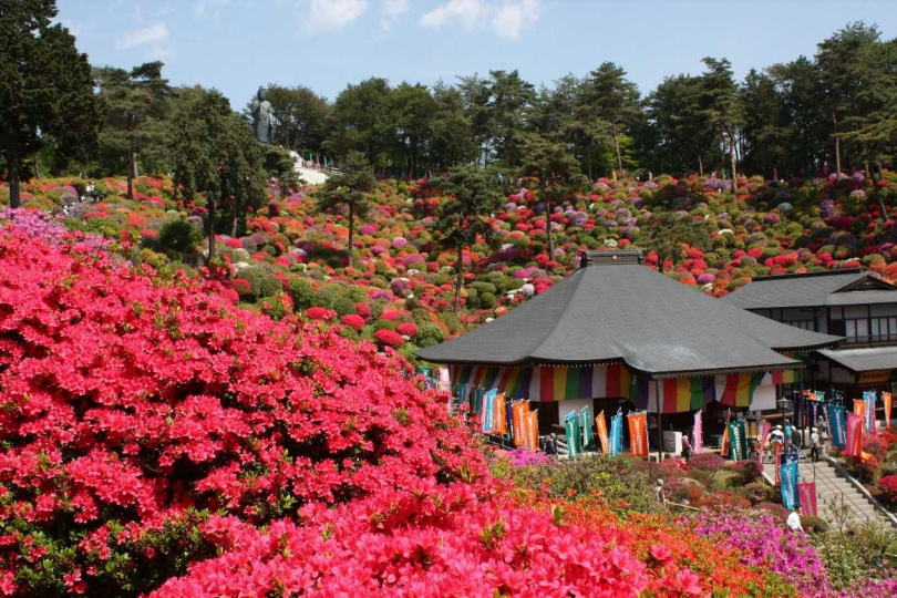 鹽船觀音寺境內色彩繽紛的杜鵑花綻放，讓整個寺內都亮了起來。（圖／© SHOFUNE KANNON Temple）