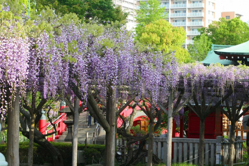 號稱「東京第一賞藤勝地」的龜戶天神社，每年紫藤花盛開時，都吸引大批遊客前來朝聖。（圖／©KAMEIDO TENJINJYA）