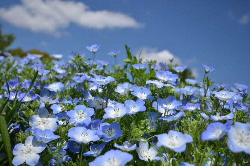 昭和紀念公園的粉蝶花開得像天空一樣清新湛藍，令人心曠神怡。（圖／©昭和紀念公園）