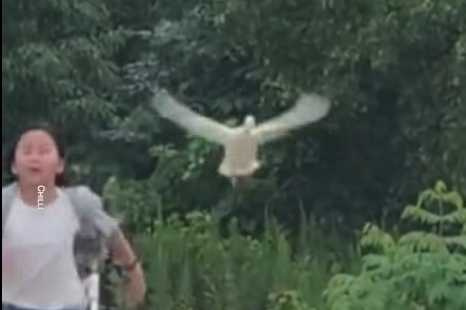 鴨子賽跑,跑到一半竟然要飛的。(圖/翻攝自臉書)