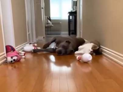 狗狗貓咪和主人玩保齡球。(圖/翻攝自臉書)