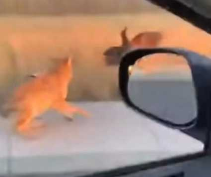 男子救了那隻鳥的命。(圖/翻攝自臉書)