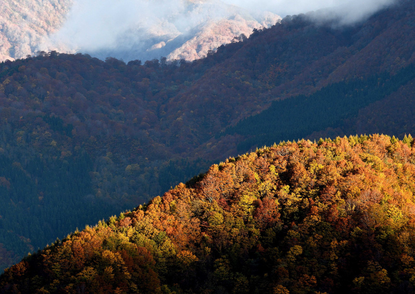   保留自然林貌的二森。圖片出自：秋田白神觀光官網
