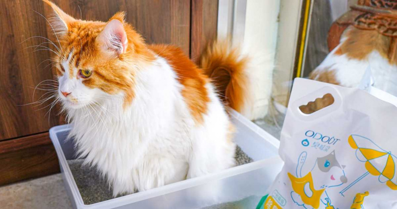 貓奴最在意貓砂凝結力、除臭力及低粉塵三大點，也在意主子健康（圖／臭味滾-寵味研究院提供）。