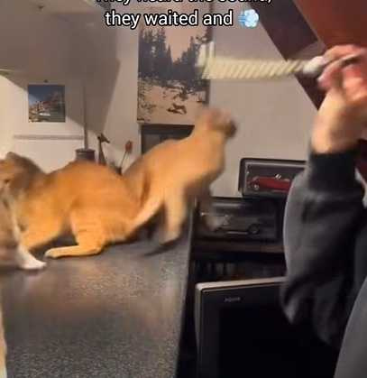 貓咪被吹龍嚇到逃竄。（圖／翻攝自臉書）