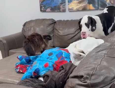 大丹狗挑釁貓咪下場曝光。（圖／翻攝自臉書）