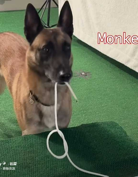 神犬Monkey又炫技了。(圖/翻攝自臉書)