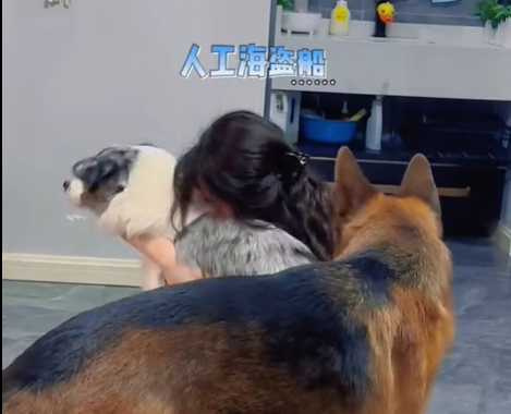 主人發酒瘋,苦的是家裡兩條狗。(圖/翻攝自臉書)