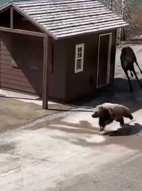 棕熊見到駝鹿追上後拔腿狂奔。（圖／翻攝自IG）