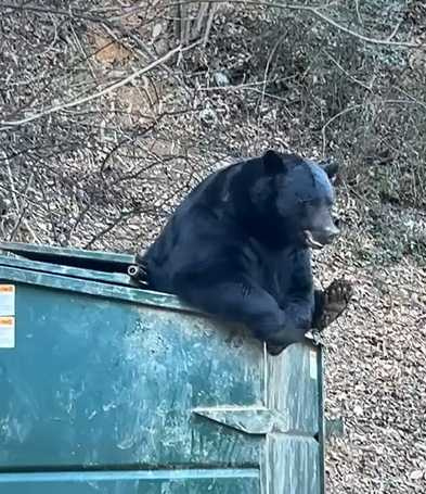 大黑熊跳進箱子裡。（圖／翻攝自臉書）