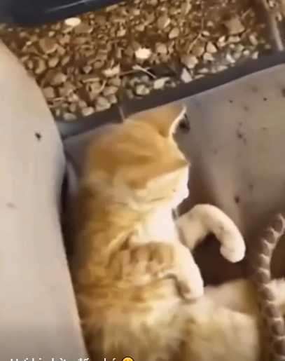 貓咪見到蛇，嚇到奔逃。（圖／翻攝自臉書）