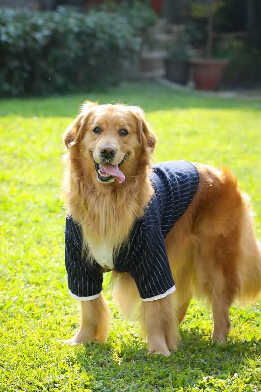雖然養大器算省心,但愛犬的皮膚問題一度讓李燕很傷腦筋。(圖/侯世駿攝)