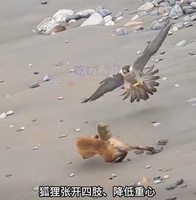 狐狸躲過遊隼的攻擊。(圖/翻攝自臉書)