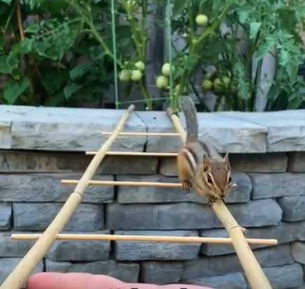男子幫助花栗鼠脫困。（圖／翻攝自臉書）