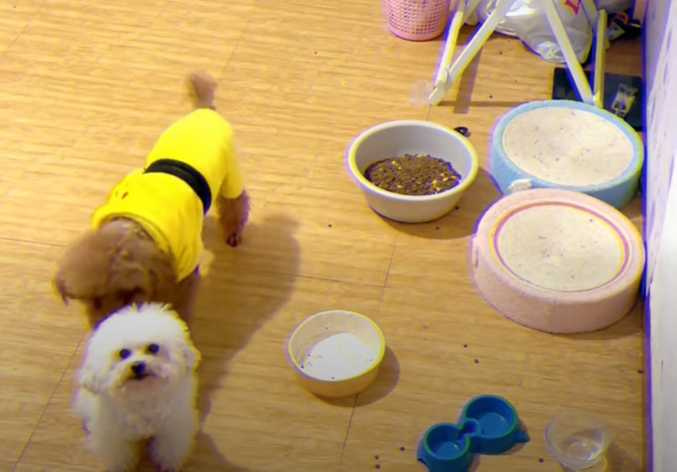 皮皮和主人對話。（圖／翻攝自臉書）