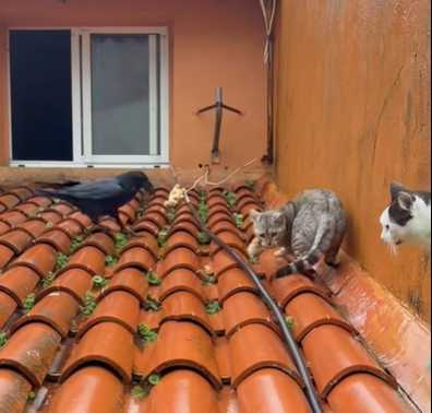 貓咪被烏鴉嚇到逃竄。（圖／翻攝自臉書）