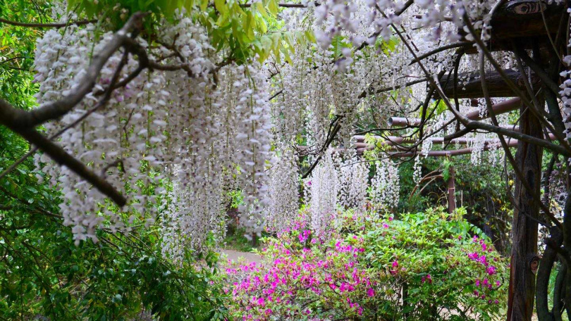 武陵農場除了有提早盛開的櫻花，還有白藤花可以欣賞。（圖／武陵農場臉書）