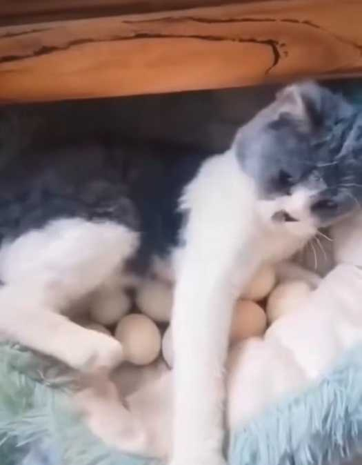貓咪伸手護蛋。（圖／翻攝自臉書）