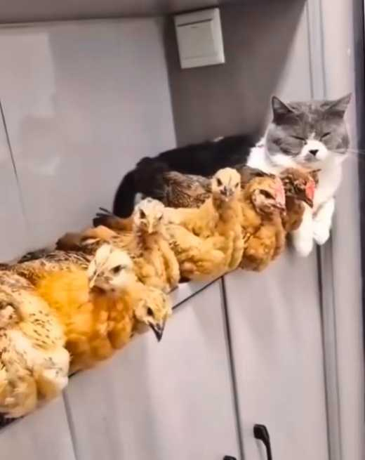 貓咪與小雞們的合照。（圖／翻攝自臉書）