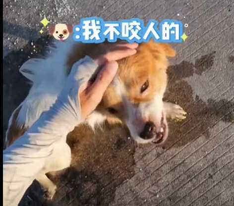 外賣小哥徒手拯救落水狗。（圖／翻攝自臉書）