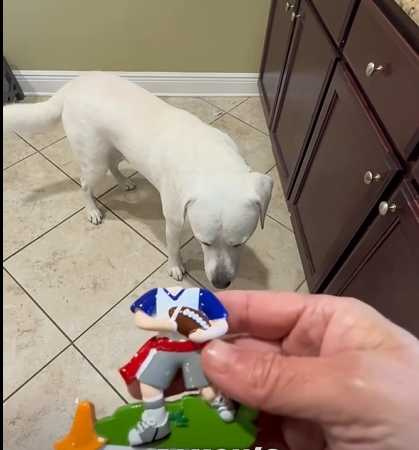 拉拉拆家破壞聖誕樹。（圖／翻攝自臉書）