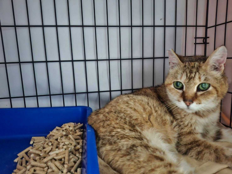 「花奶奶」雙眼全盲，個性溫柔、親人可愛，目前正等待新家中。（圖／新北市動保處提供）