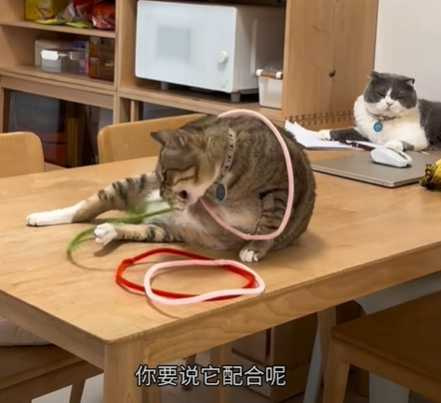 小咪給了主人滿滿的情緒價值。(圖/翻攝自臉書)
