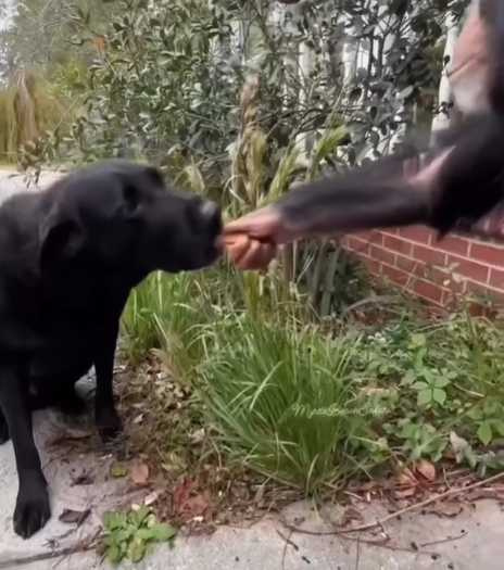 猩猩餵食黑狗。（圖／翻攝自臉書）