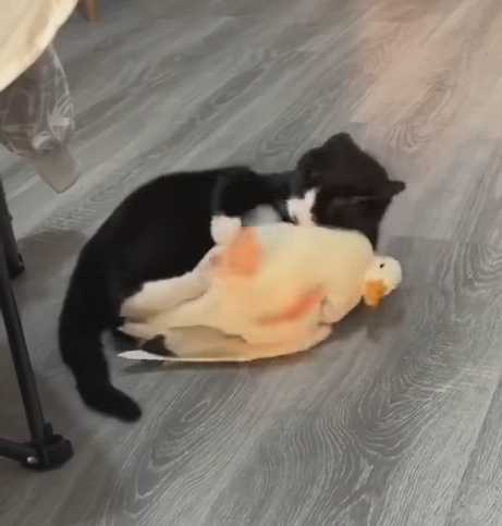 貓咪狂吸柯爾鴨。（圖／翻攝自臉書）
