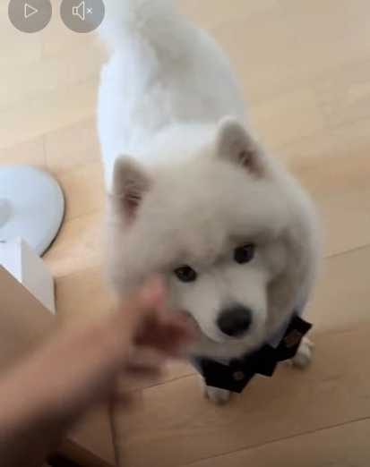 薩摩耶調皮搗蛋，主人讓牠不敢出門。（圖／翻攝自臉書）