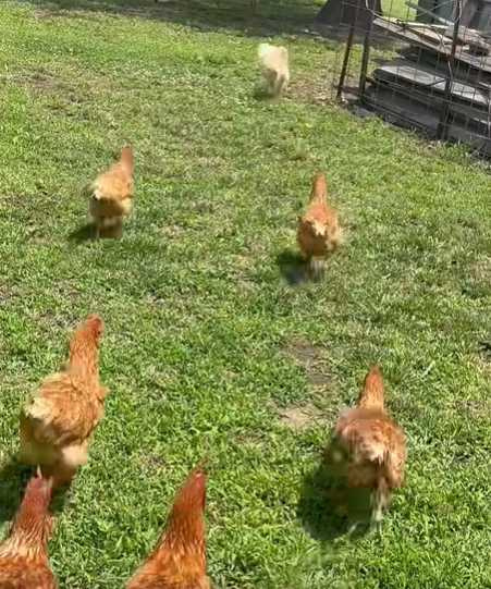 牧雞犬上班畫面曝光。（圖／翻攝自臉書）